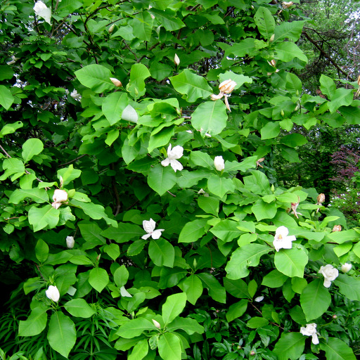 Magnolia virginiana var. australis 'Henry Hicks'